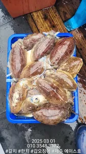 제주에이스호!!(3월1일)심해갑오징어조황입니다010 35483472~010 3860 3472{9.77톤22인승16석운영..