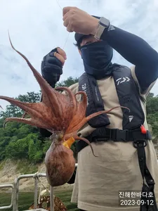 [진해문어낚시] 오늘도 활성도좋게 올라타는 돌문어 전원 찐한 손맛보시며 즐기고 왔습니다^0^