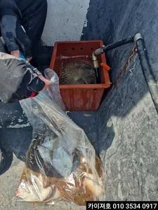 29일 도다리.참가자미 폭발조황!