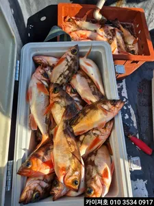 24일)쿨러 넘침 왕볼락왕열기 타작!!