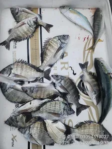 ((경남고성 주인호))주인호 토요일 감성돔 조황입니다.