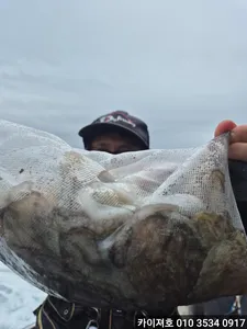 18일 오전 돌문어도 역시나 !