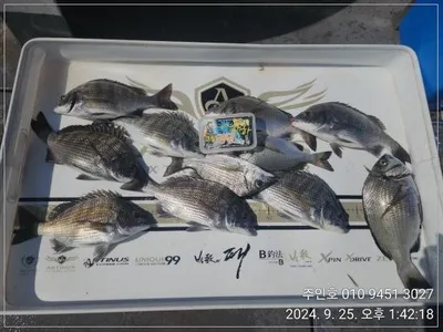 ((고성 주인호))주인호 수요일 감성돔 조황~