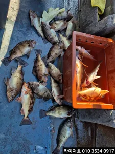 31일 오전 볼락,왕열기 타작 입니다