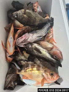 25일 볼락.열기 조황!