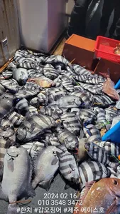  제주에이스호!!(16일)돌돔조황입니다~문의01035483472~01038603472