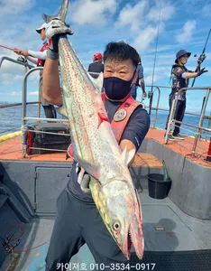 1일)오전 삼치 방어 출항~모집중