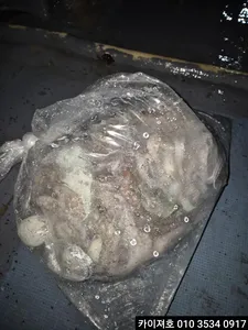 24일 야간 돌문어 조황입니다