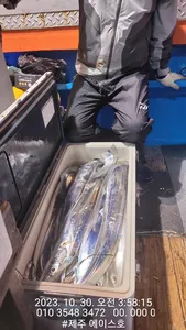  제주에이스호!!(29일)씨알좋은갈치조황입니다 문의01035483472~01038603472