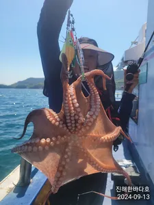 [진해문어낚시] 오늘도 묵직하게 올라오는 굵직굵직 돌문어 찐한 손맛보시며 즐기고왔습니다^0^