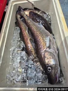 01일 왕대구 조황!