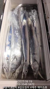 제주에이스호!!(6월18일)갈치조황입니다010 35483472~010 3860 3472{9.77톤22인승12석운영