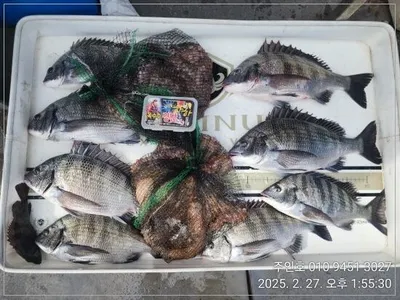 <<금요일이벤트종료>>경남고성주인호 목요일 감성돔 조황~