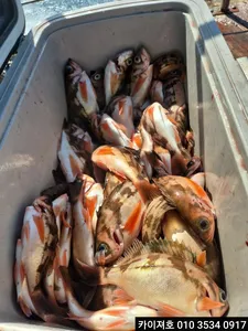 14일 볼락.열기 조황!