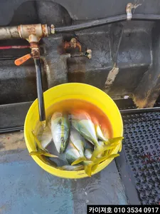 23일 )실시간 방어 ,삼치ㅡ튜나 방방 뛰고,,날으는 방어 수천마리 월화수 쭉쭉 모집중 입니다