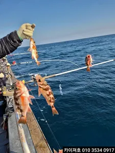 17일)오전 왕볼락 왕열기 묵직~