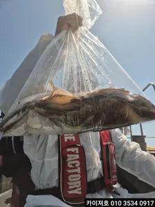 2일 도다리.참가자미 조황!