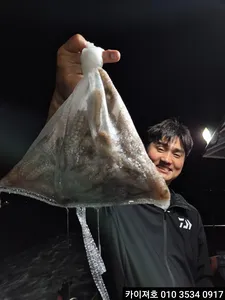 카이져호 돌문어 수요일 부터 쭉 모집중