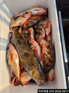 21일)오전 왕열기,왕볼락 타작~!!