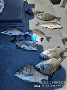 ((고성 주인호))주인호 감성돔 조황입니다.토,일 예약가능!