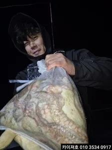 1일 야간 돌문어 조황입니다