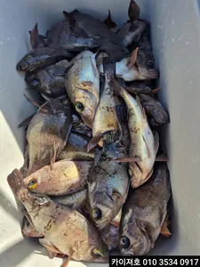 26일 볼락.열기 조황!