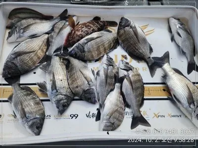 ((고성 주인호))경남 고성 주인호 수요일 감성돔 선상 조황~