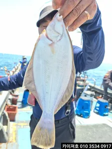 5일 도다리.참가자미 조황!