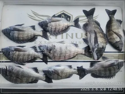 ((고성 주인호))경남고성 주인호 토요일 감성돔 조황~일요일자리있음!