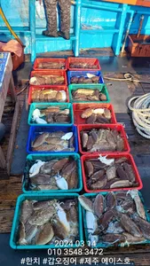 제주에이스호!!(14일)갑돌이조황입니다 사이즈굿~양도굿 문의01035483472~01038603472