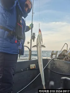 타작23일)오전 방어,삼치,튜나 타작~!!