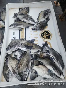 ((경남고성 주인호))주인호 월요일 감성돔 마릿수 조황!!