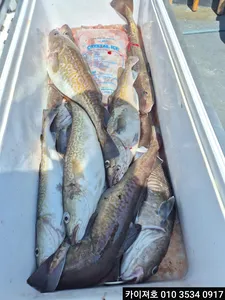 23일)왕대구 조황!!