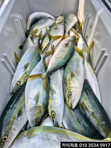 6일)오전삼치방어대타작