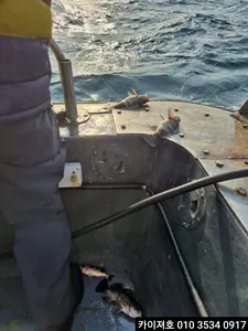 11일 오전 볼락열기 모집중 입니다