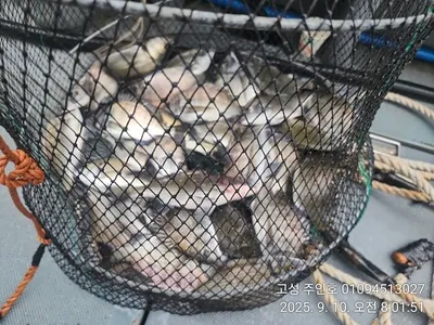 ((경남고성 주인호))주인호 수요일 감성돔 마릿수조황!목요일예약가능~