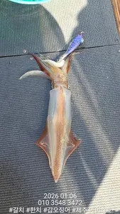 제주에이스호!!(1월6일)갑이조황입니다010 35483472~010 3860 3472{9.77톤22인승14석운)청결은보장