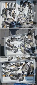 ((경남고성 주인호))주인호 감성돔 조황입니다.화요일 예약가능!