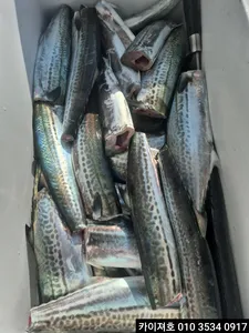 1일 오전 삼치 대 타작