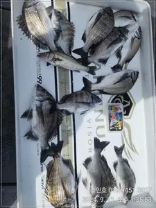 ((고성 주인호))경남 고성 주인호 수요일 감성돔 조황~목요일 예약가능!!!