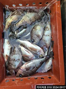 27일)오전 왕볼락왕열기조황