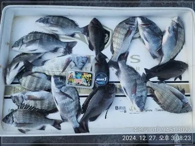 ((고성 주인호))주인호 금요일 감성돔 조황~ 