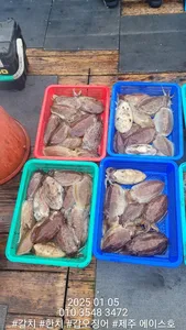 제주에이스호!!(5일)갑이조황입니다.문의.010 3548 3472~010 3860 3472