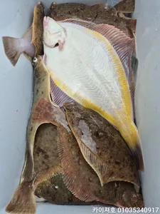 9일) 완전 억소리나는 왕짜 마릿수들~ 완~~전 대박~!