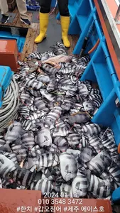  제주에이스호!!(18일)돌돔 출조다녀왔습니다 문의01035483472~01038603472