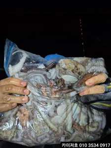 8일)야간 돌문어 조황입니다