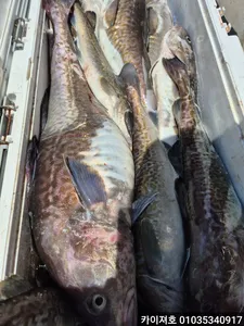 왕대구 쿨러 모음 수요일 모집중