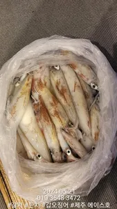 제주에이스호!!(20일)한치조황입니다.문의 010 3548 3472~010 3860 3472