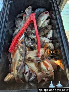 20일 볼락.열기 조황!