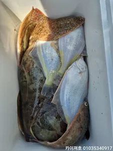 21일)오전 왕도달 참가자미 잘 잡았어요~!!